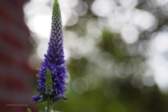 lupine#(20200627) flora