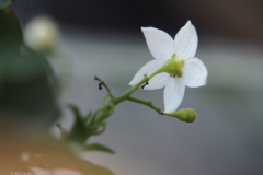 jasmijn#(20220701) flora
