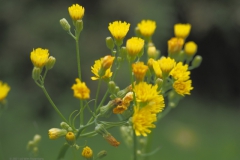 kleinstreepzaad#(20210701) flora