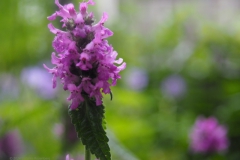 betonie#(20240702) flora