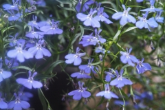 lobelia#(20240702) flora