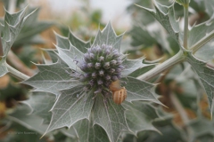 distel#(20180702) flora