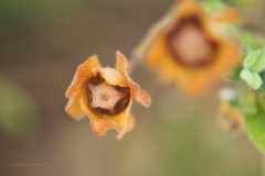bloem#(20180702) flora