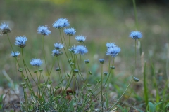 zandblauwtje#(20180706) flora