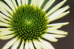 zonnehoed#(20190707) flora