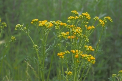 duinkruiskruid#(20210708) flora