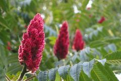 azijnboom#(20220709)a flora