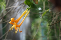 kamperfoelie#(20220709)a flora