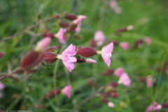 dagkoekoeksbloem#(20220709) flora