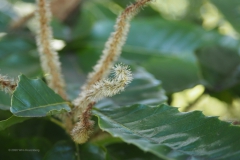 tamme kastanje#(20200712) flora