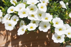 witte bloemen#(20220712) flora