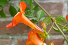 trompetbloem#(20220712) flora