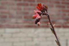 sedum#(20220712) flora