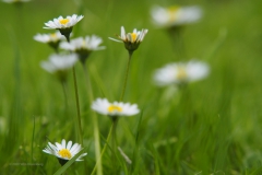 madelief#(20200712) flora