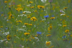 wilde bloemen#(20210713)b flora