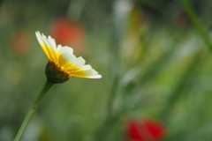 gekroonde ganzenbloem#(20210713)b flora