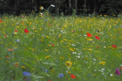 wilde bloemen#(20210713) flora