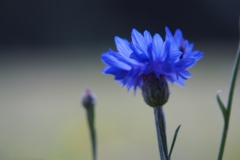 korenbloem#(20210713)c flora