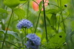 zandblauwtje#(20210713) flora