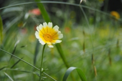 gekroonde ganzenbloem#(20210713)a flora