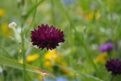 grote pimpernel#(20210713) flora
