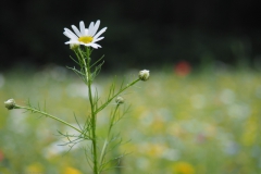 kamille#(20210713) flora