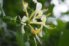 kamperfoelie#(20210713) flora