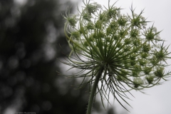 peen#(20240715) flora