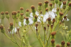 jacobskruiskruid#(20240715)a flora
