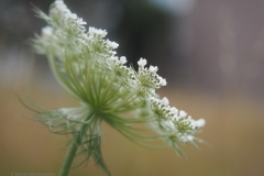 peen#(20240715) flora
