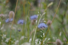 zandblauwtje#(20240715) flora
