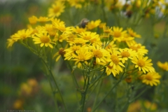 jacobskruiskruid#(20240715)b flora