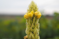 koningskaars#(20240715) flora