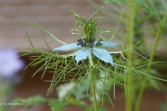 juffertje-in-het-groen#(20220716) flora