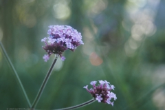 ijzerhard#(20240717) flora