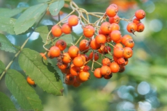 lijsterbes#(20240717) flora