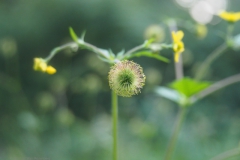 groot nagelkruid#(20240717) flora