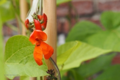 pronkboon#(20200717)b flora