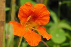 OI kers#(20200717)aa flora