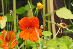 OI kers#(20200717)a flora