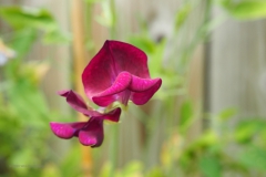 lathyrus#(20200717) flora