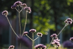 ijzerhard#(20220718) flora