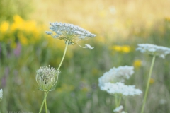 peen#(20220718)a flora