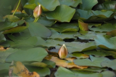 waterlelie#(20220718) flora