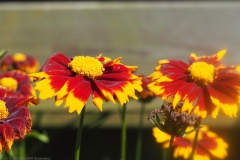 meisjesogen#(20240720) flora