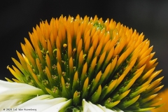 zonnehoed#(20240720)aa flora