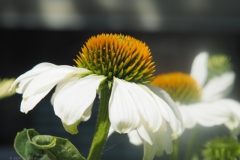 zonnehoed#(20240720)a flora