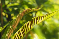 varen#(20240720) flora