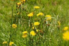 klein streepzaad#(20240720) flora