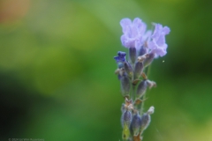 lavendel#(20240720) flora